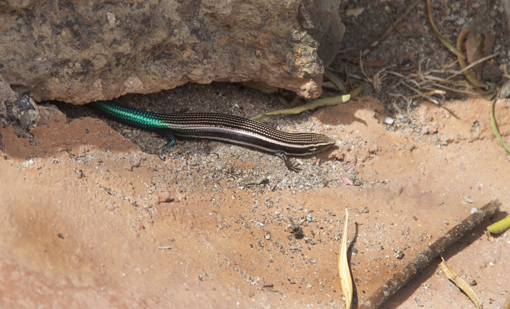 gestreifter Kanarenskink