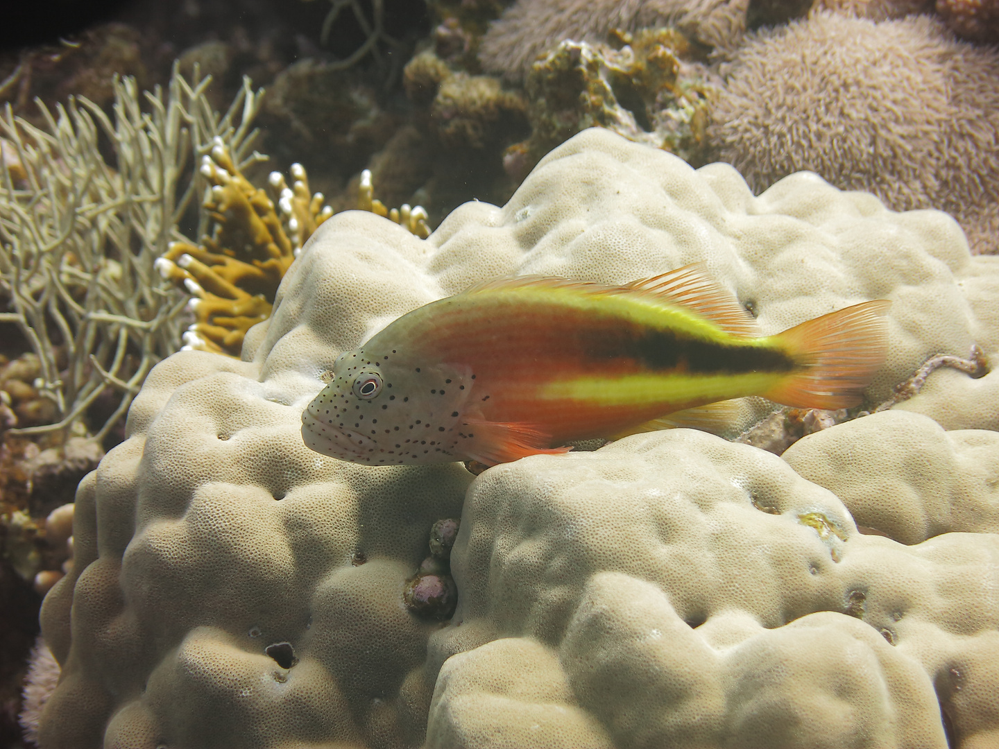 Gestreifter Korallenwächter (Paracirrhites forsteri)-(Danke Marc!!)