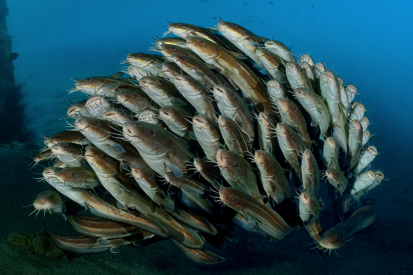 Gestreifter Korallenwels (Plotosus lineatus)