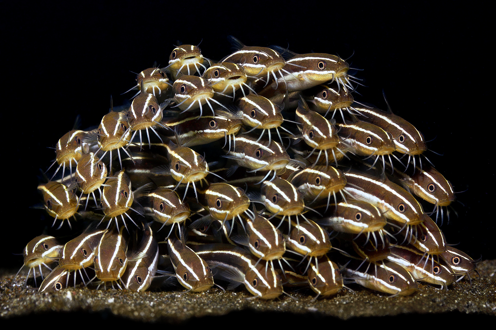 Gestreifter Korallenwels (Plotosus lineatus)