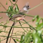 Gestreifter Mausvogel