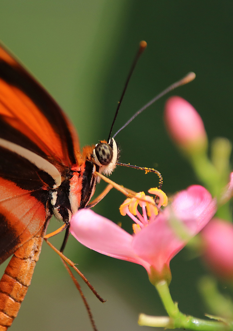 gestreifter Passionsblumenfalter