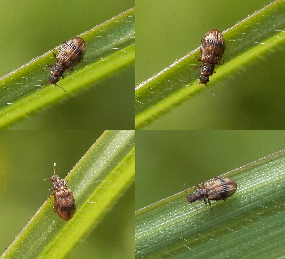 Gestreifter Schimmelkäfer (Cartodere bifasciatus)