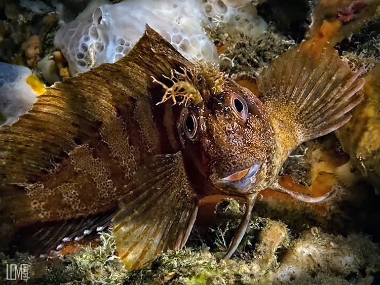 Gestreifter Schleimfisch