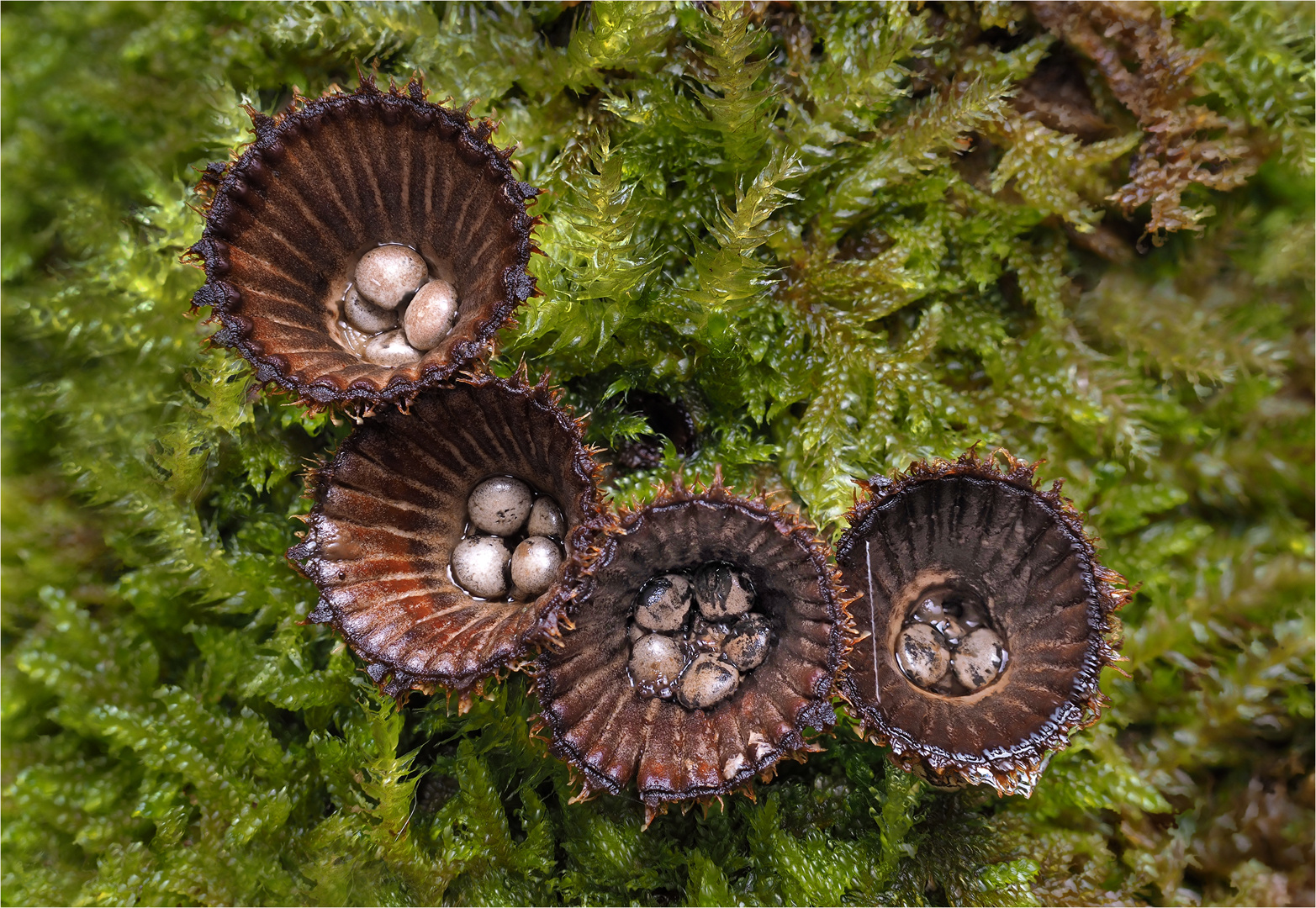 Gestreifter Teuerling