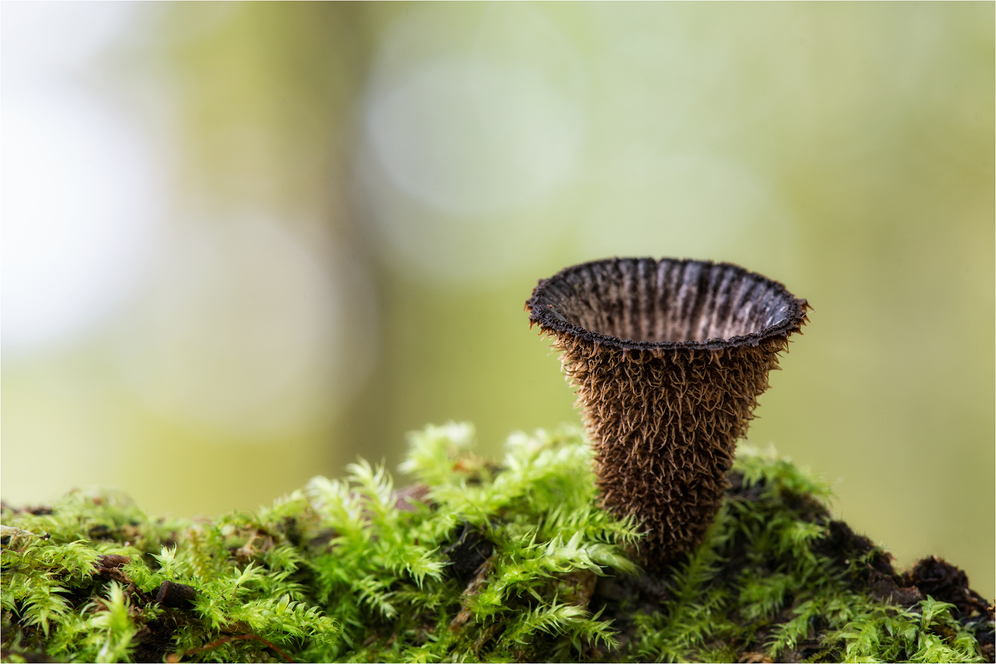 Gestreifter Teuerling (Cyathus striatus)