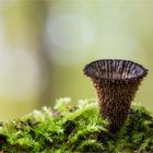 Gestreifter Teuerling (Cyathus striatus)