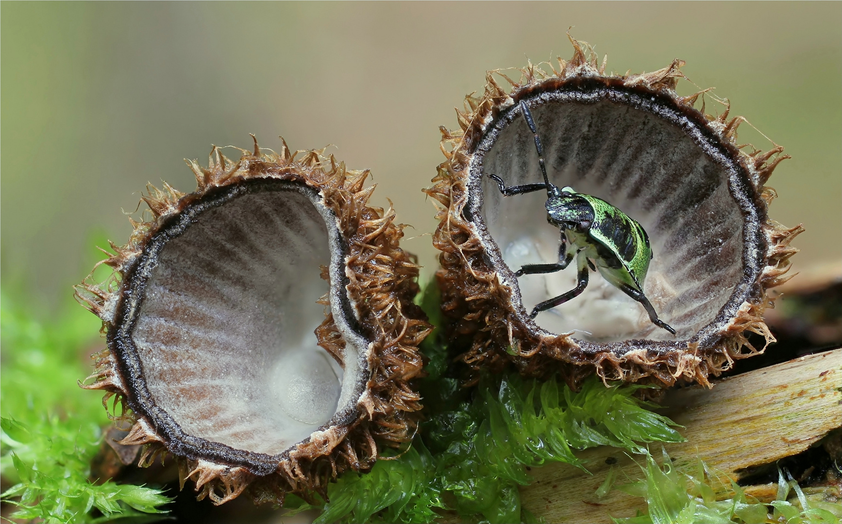 Gestreifter Teuerling (Cyathus striatus)