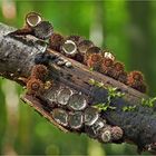 Gestreifter Teuerling / Cyathus striatus