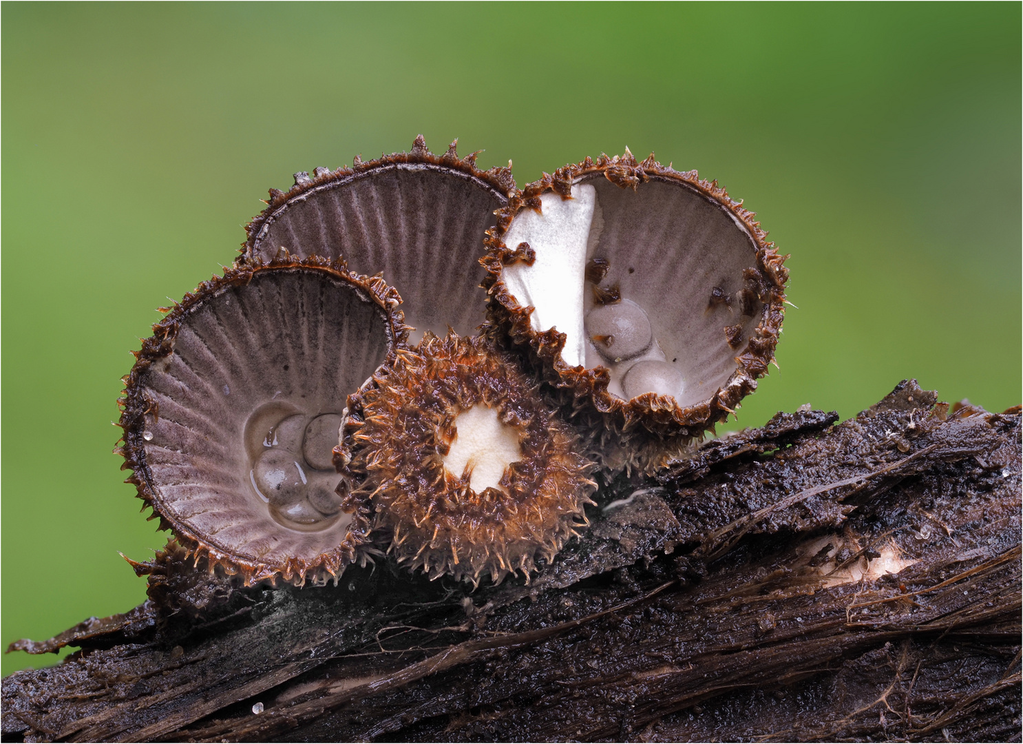 Gestreifter Teuerling