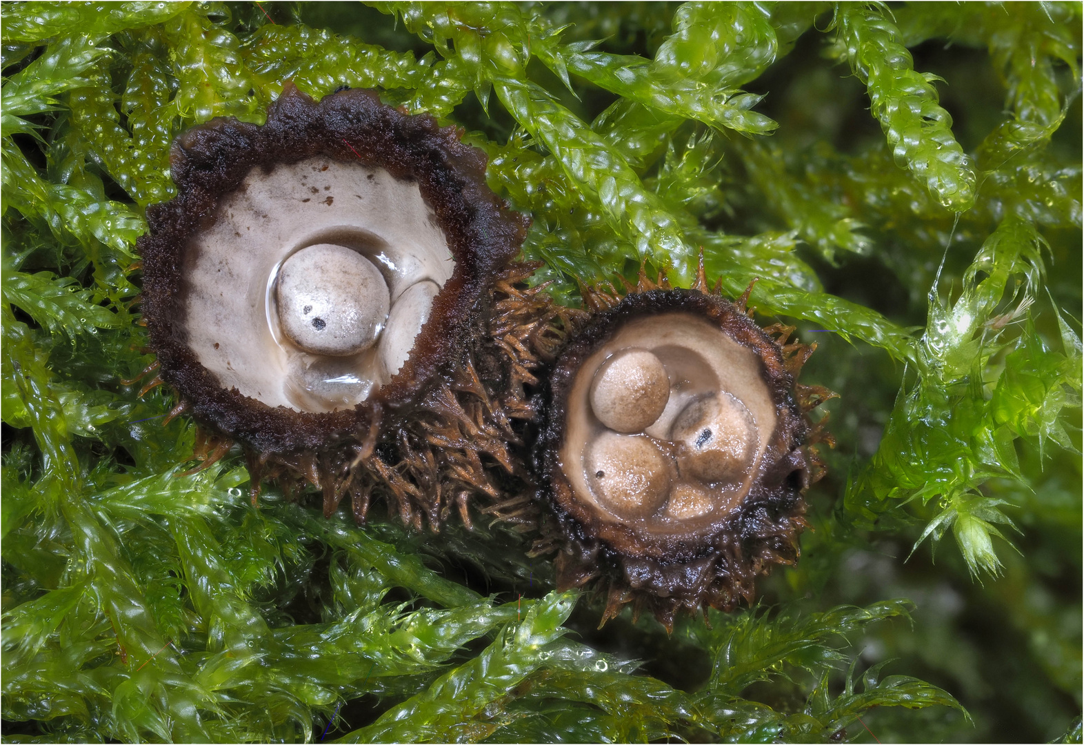 Gestreifter Teuerling