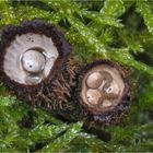 Gestreifter Teuerling