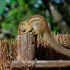 Gestreiftes Buschhörnchen, Paraxerus flavovittis.....