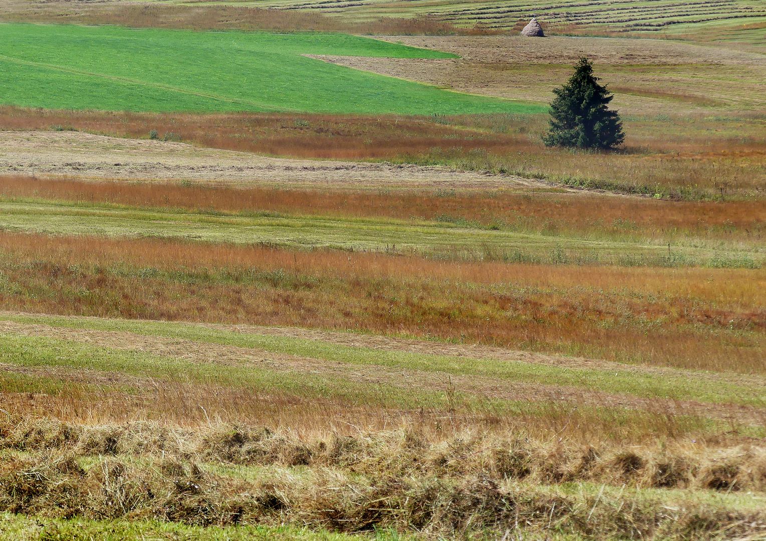 Gestreiftes Hochmoor