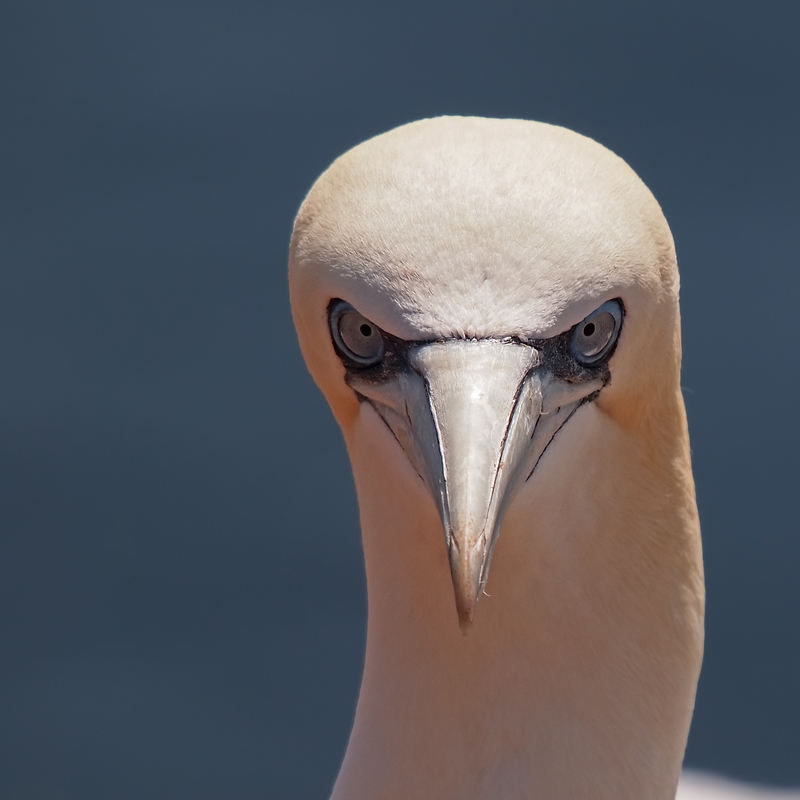 Gestrenger Blick