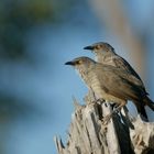 Gestresste Adoptiveltern (Braundrossling, Turdoides jardeneii)