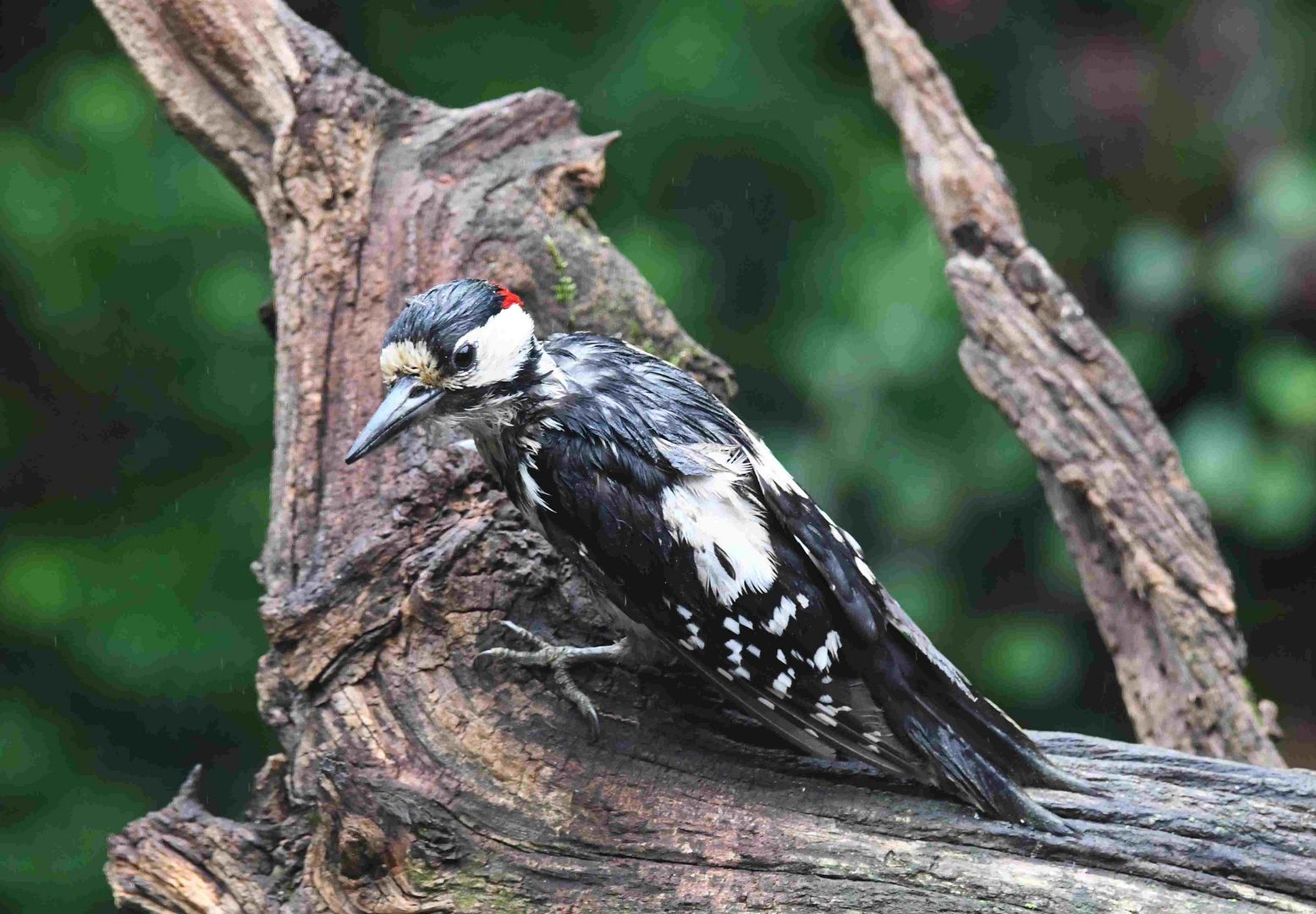 gestresster Buntspecht im Regen