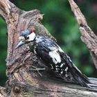 gestresster Buntspecht im Regen