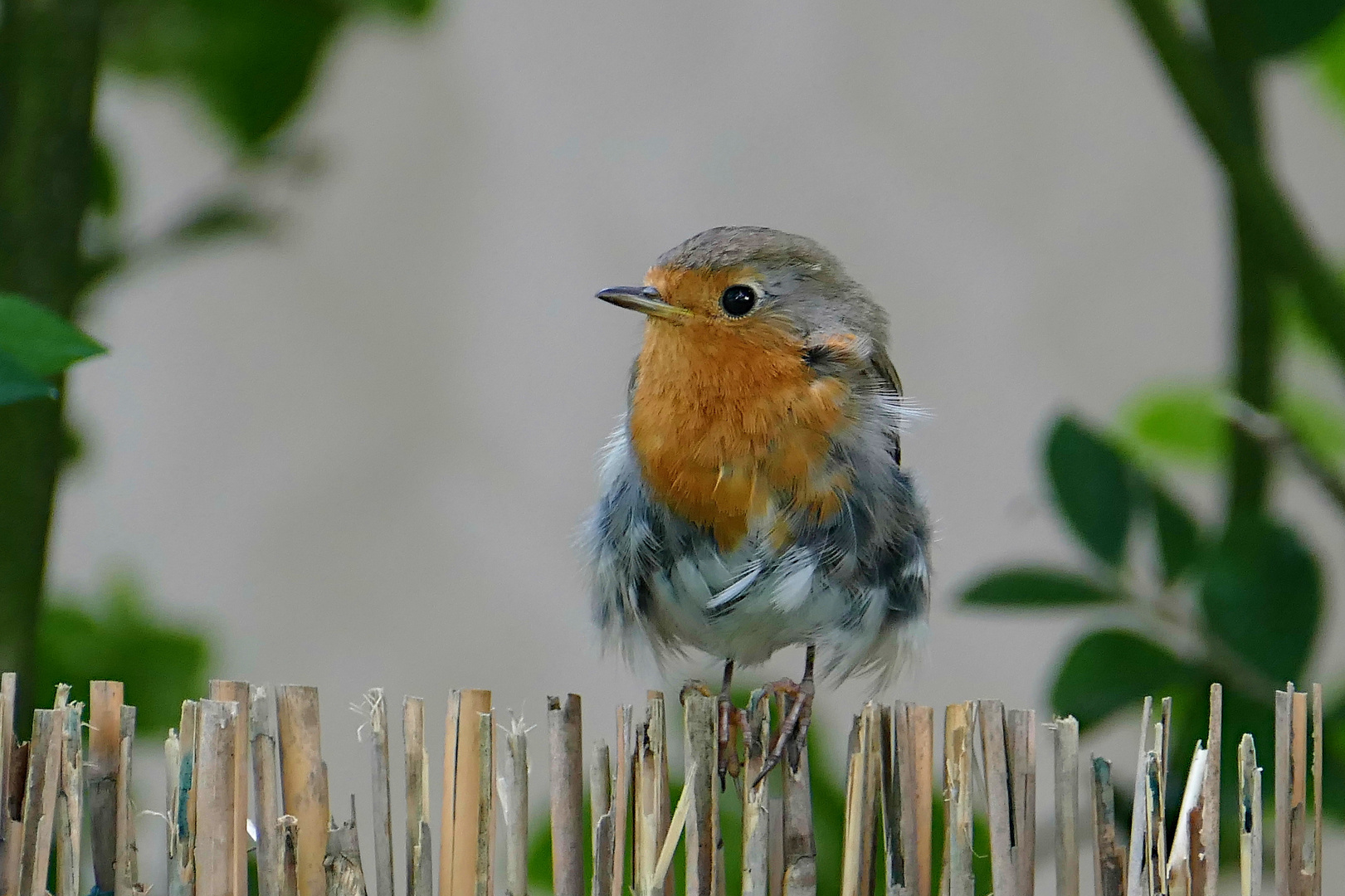 Gestresstes Rotkehlchen