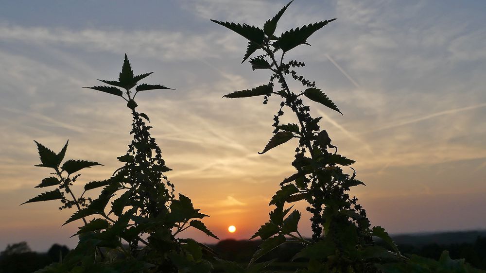 Gestriger Sonnenuntergang ...