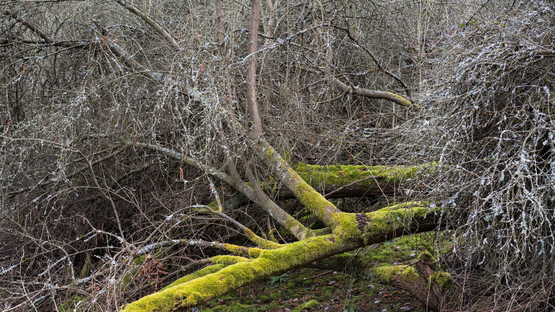 Gestrüpp am Feldrand    01216  