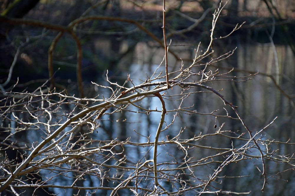 Gestrüpp am Weiher