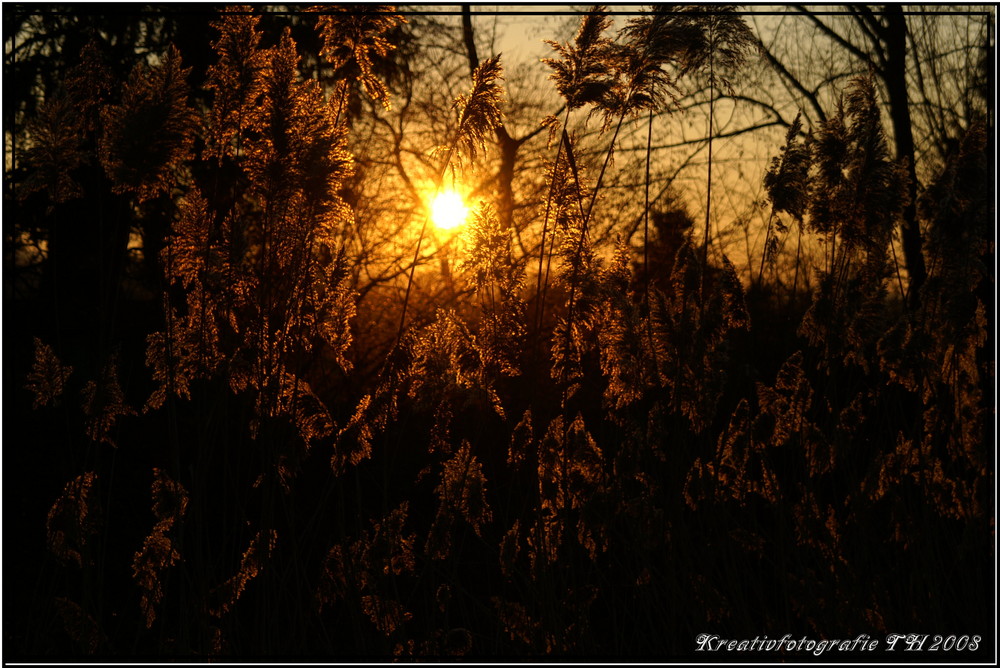 Gestrüpp im Sonnenuntergang I