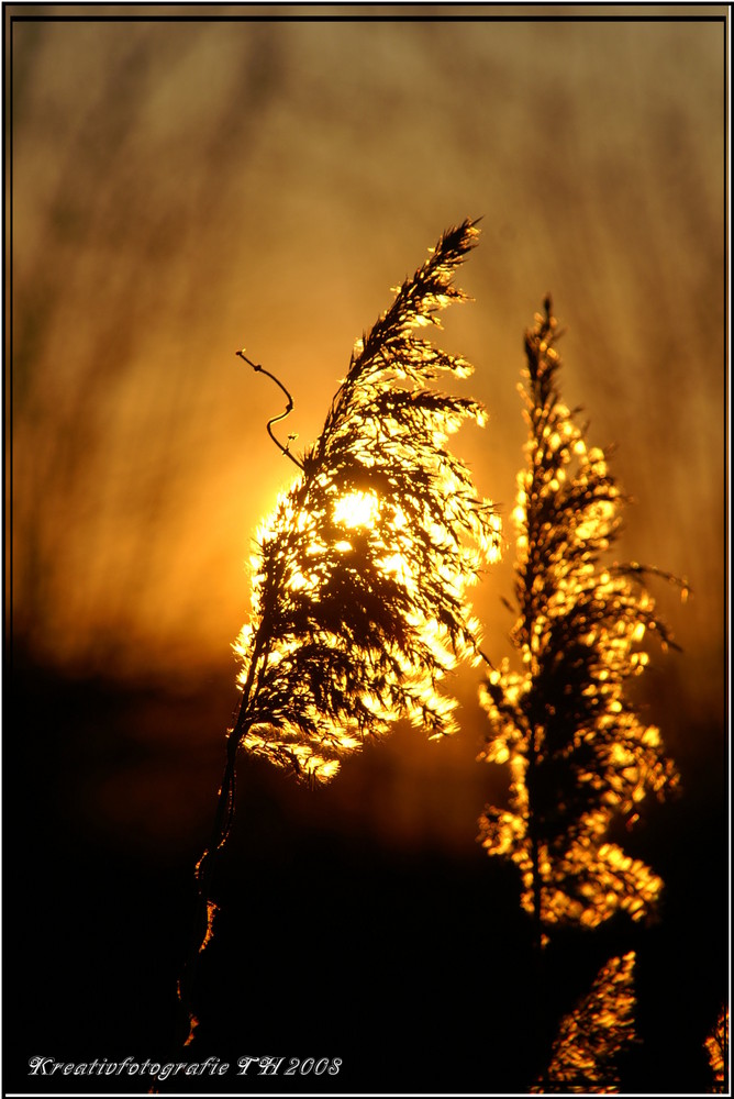 Gestrüpp im Sonnenuntergang II