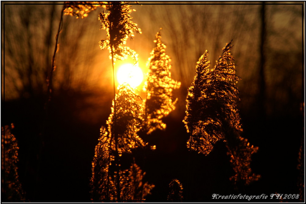 Gestrüpp im Sonnenuntergang III