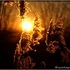 Gestrüpp im Sonnenuntergang III