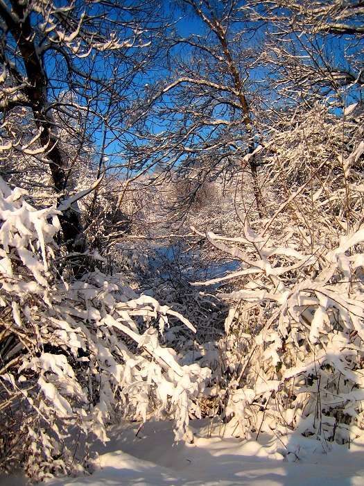 Gestrüpp im Winter