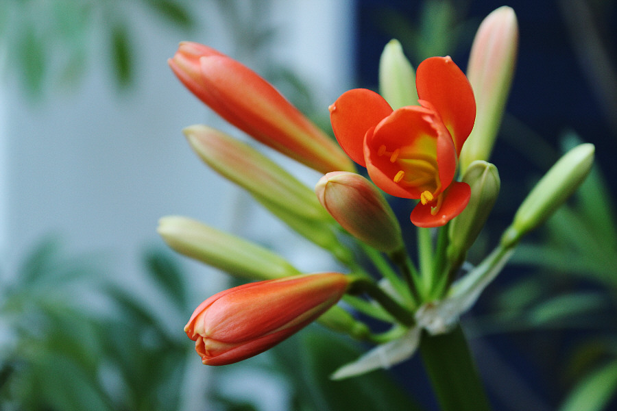 Gestrüpp mit Blüte im Gegenlicht