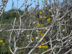 Gestrüpp mit Blüten