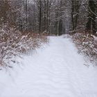 Gestrüpp mit Schneebällchen