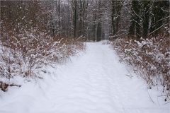 Gestrüpp mit Schneebällchen