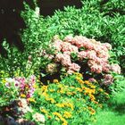 Gestryppfotografie  zum Sommerausgang I