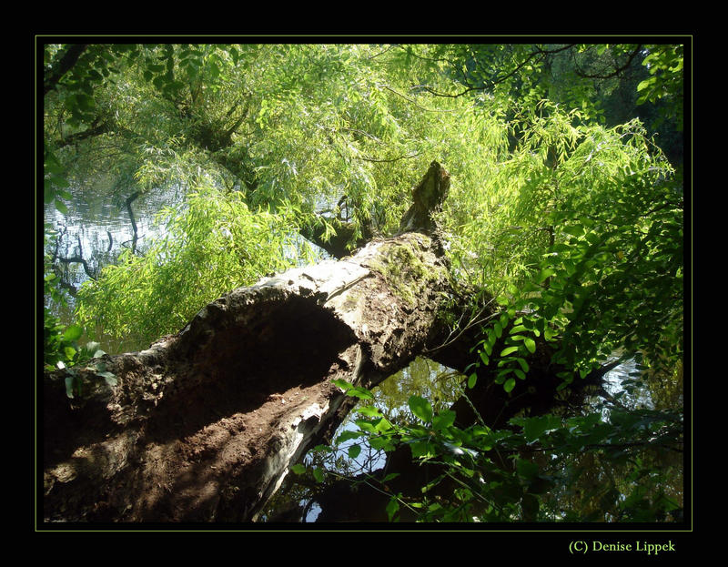 Gestürzter Baum II