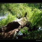 Gestürzter Baum II