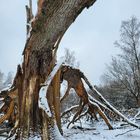 Gestürzter Gigant - Nr.3