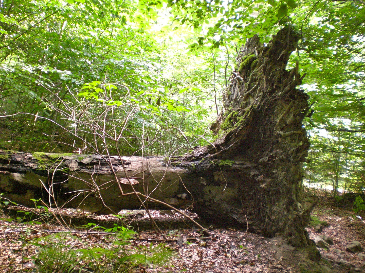 gestürzter Riese