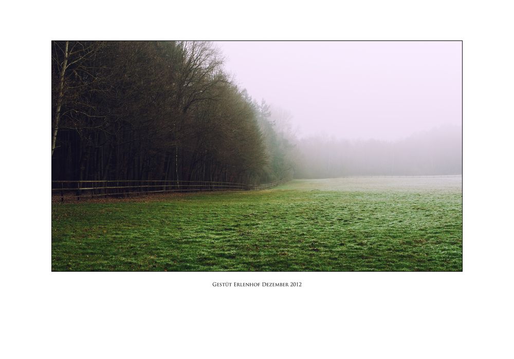 [Gestüt Erlenhof im Nebel]