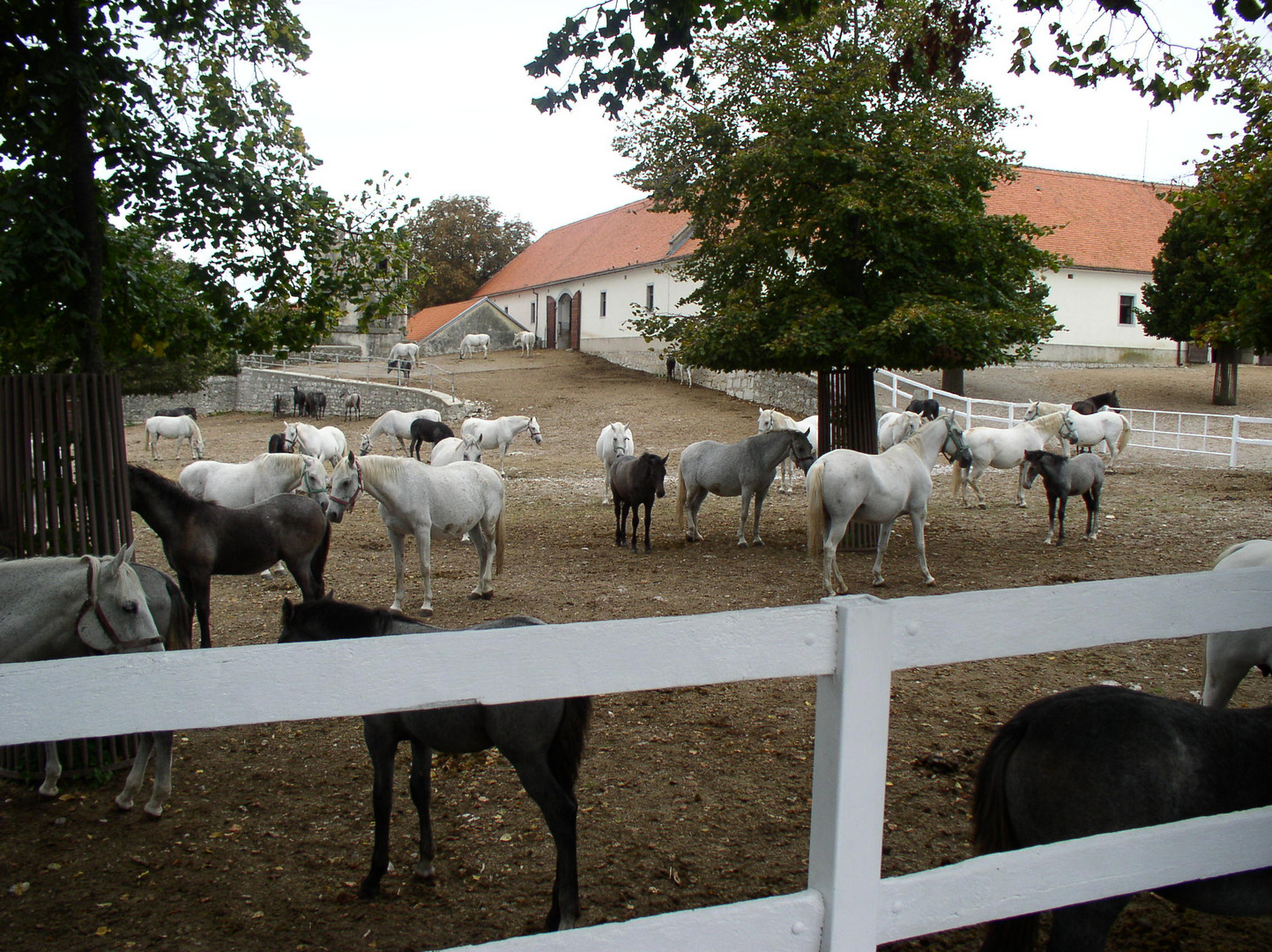 Gestüt > LIPACA < in Slowenien