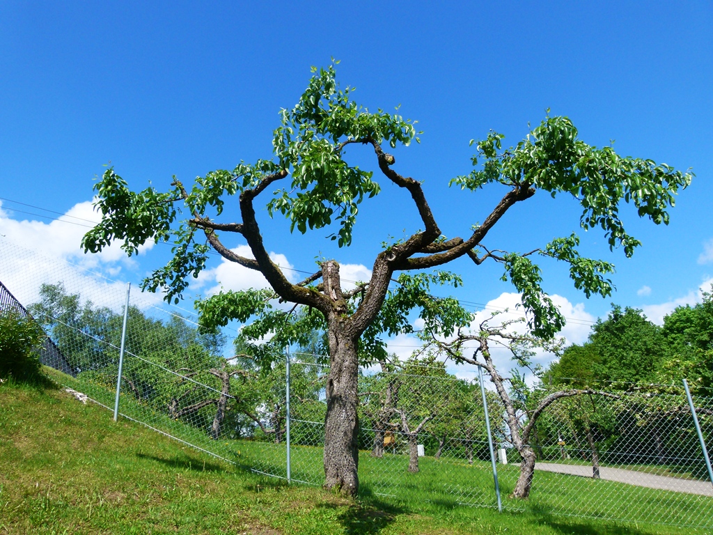 Gestutzter Apfelbaum