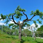 Gestutzter Apfelbaum