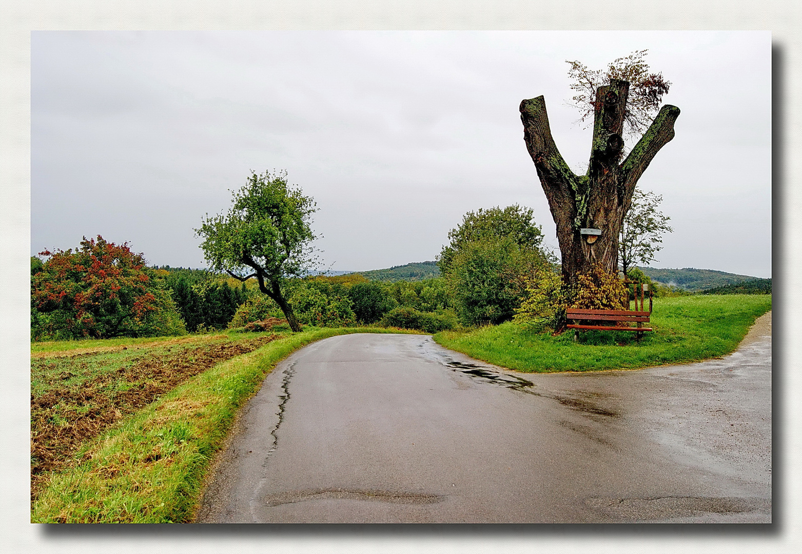 gestutzter Baum, die Friedenslinde