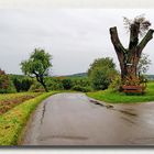 gestutzter Baum, die Friedenslinde