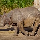 Gestutztes Panzernashorn