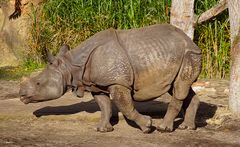 Gestutztes Panzernashorn