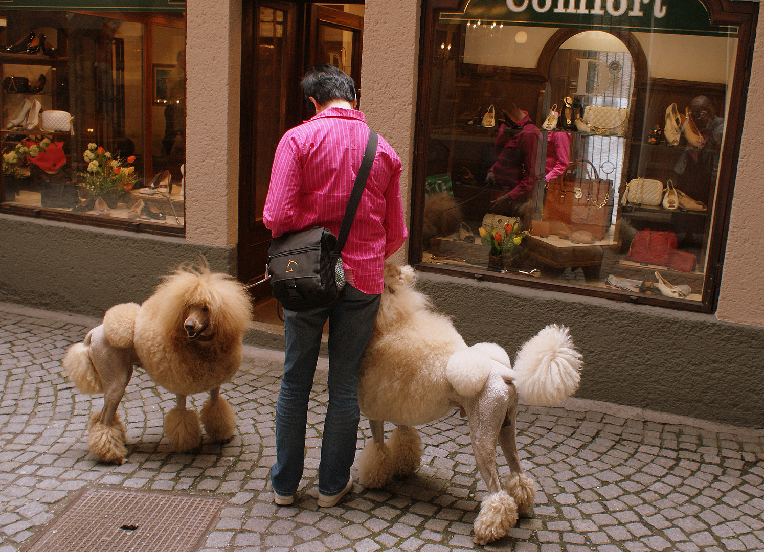 ......gestylt für die Hundeshow... 1