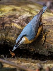 "Gesucht - Gefunden"